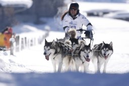 Lenk 2013